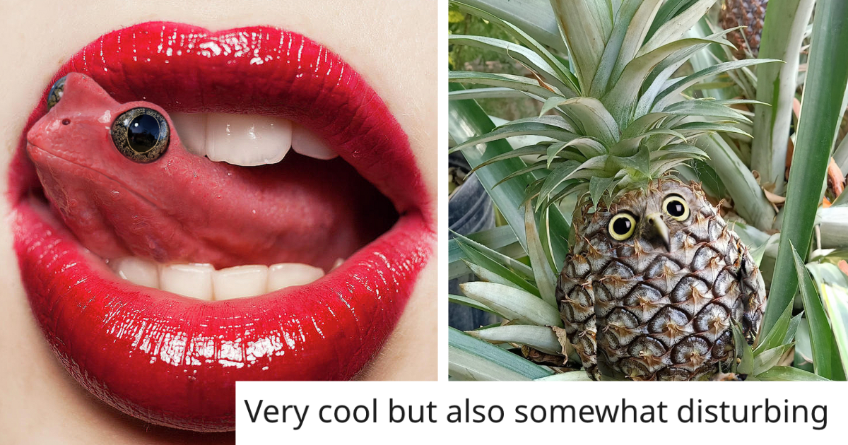 Man Photoshops Animals Into Unbelievable Random Objects (40 Pictures ...