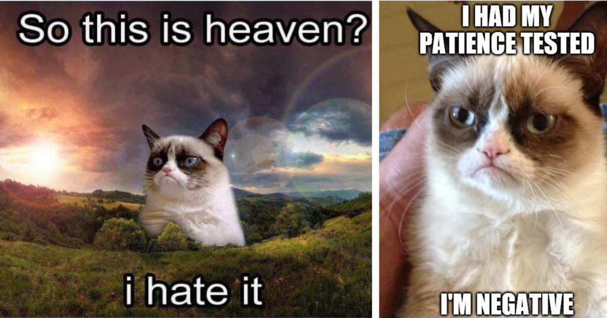 grumpy cat school meme