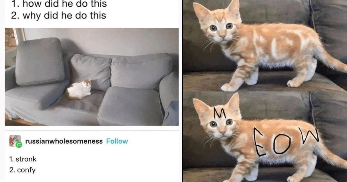 A Fluff of Cat Memes That Are Too Darn Cute - Memebase - Funny Memes