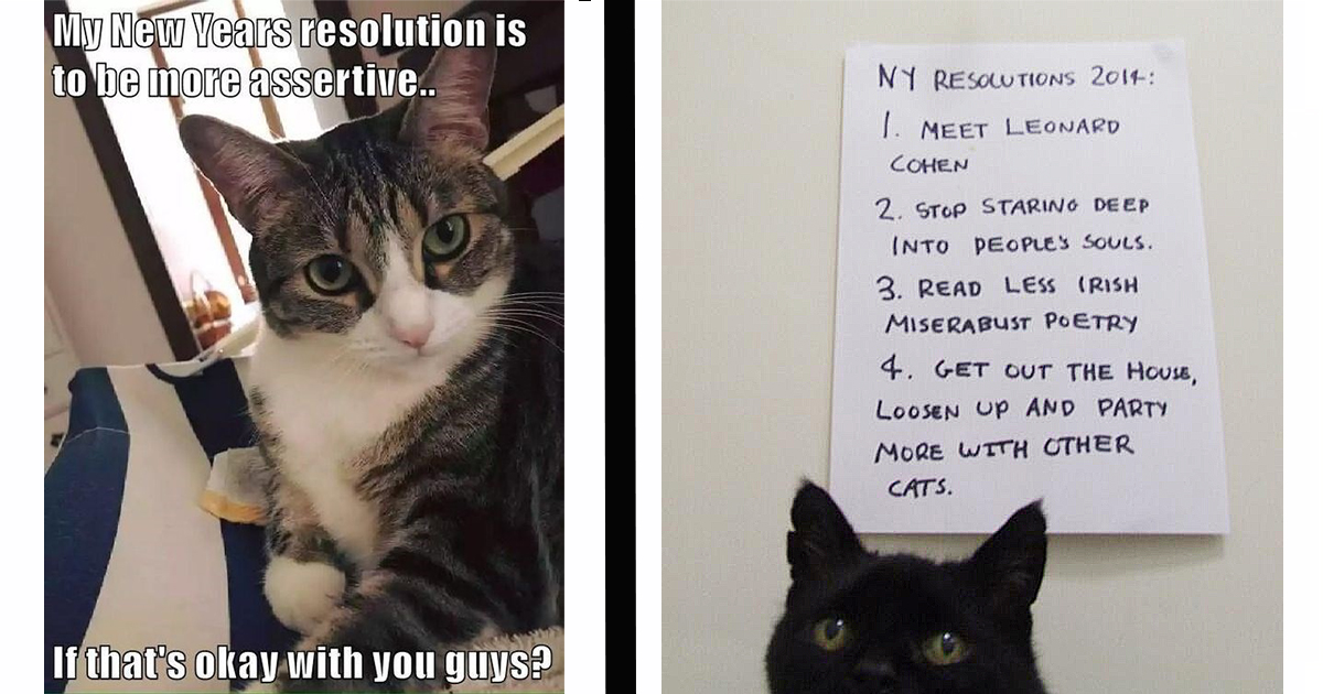 10 Cats to Help You Figure Out Your New Years Resolution for 2023 - I Can  Has Cheezburger