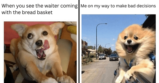 20+ Memes: Goofiest Canine Expressions In The Form Of Human Funnies 