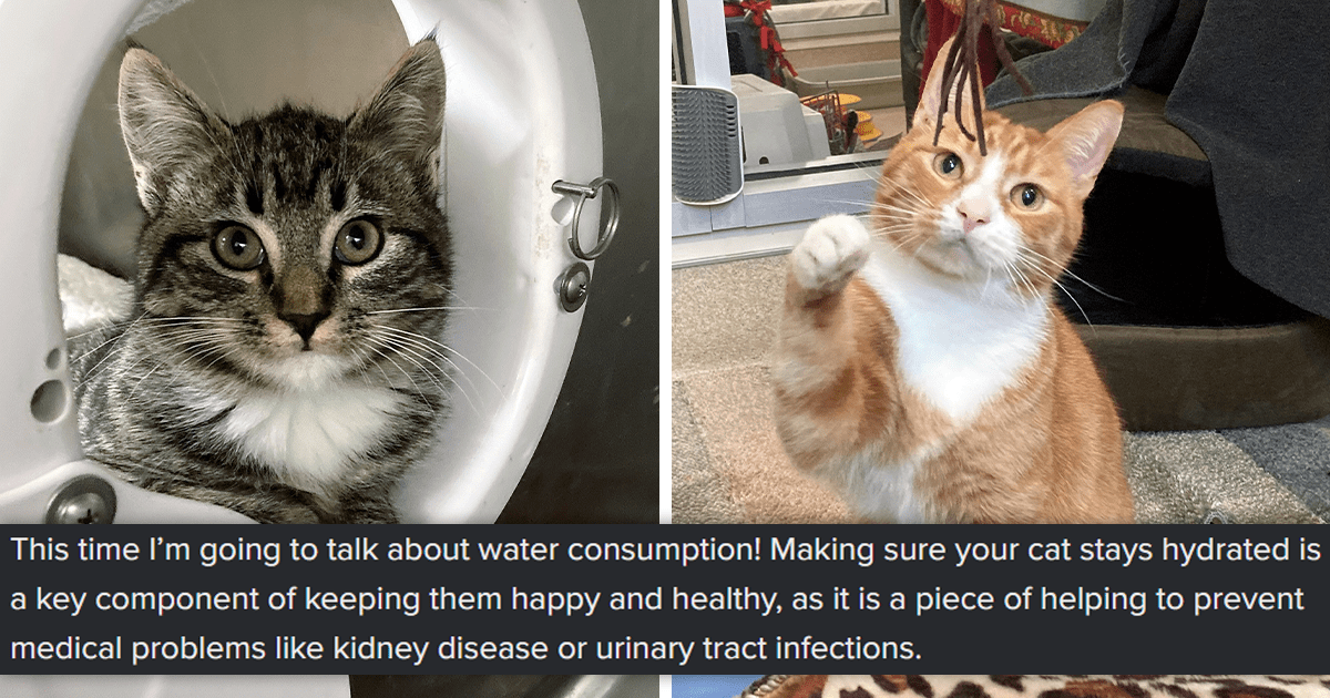 How Much Water Should Cats Drink: An Informative Thread From 'Your ...