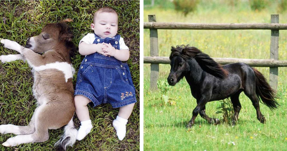 cute miniature horse