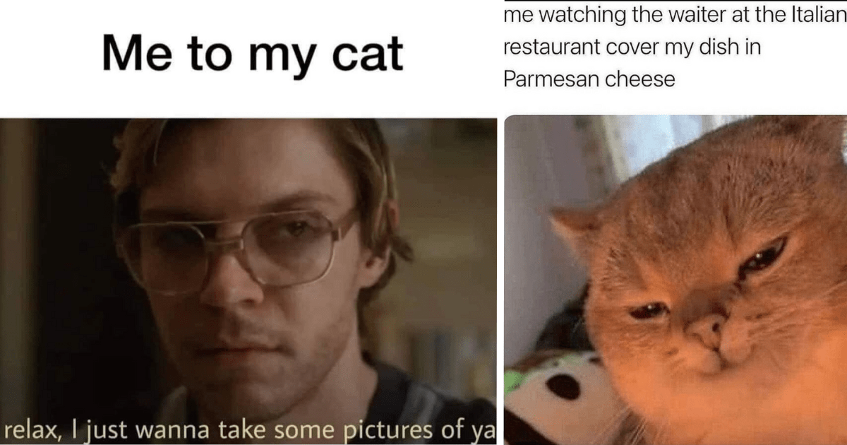 Toss Aside The Sunday Scary's With A Fresh Helping Of Cat Memes And An ...