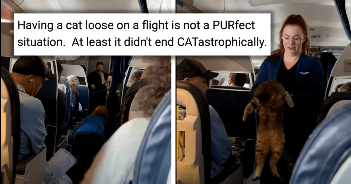 Cat Escapes The Confines Of Economy Class To Experience First Class