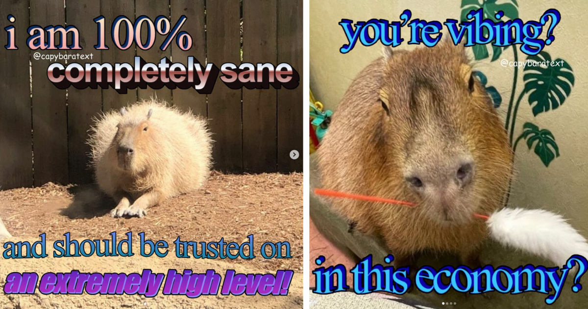 Bob a Capivara - Timeline  Capybara, Memes, Funny pictures