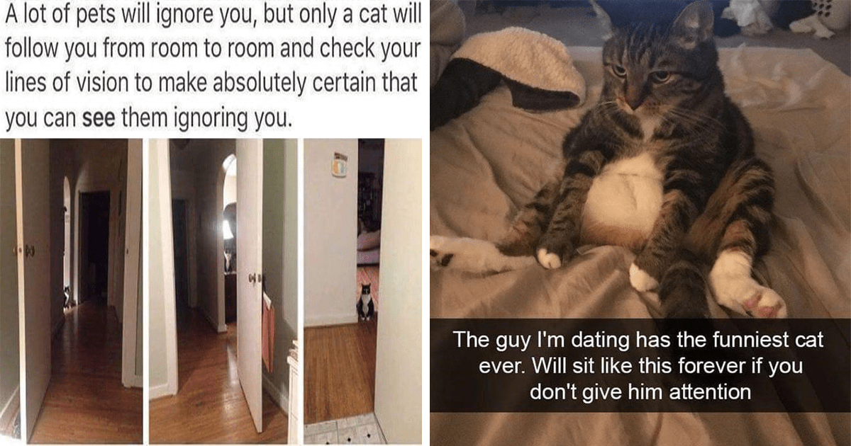 Kicking Off The Caturday Partay With The Funniest Cat Memes Of The Week ...