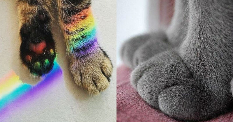 22 Pictures of Cat Paws and Jellybean Toes That Will Make You Squeal ...