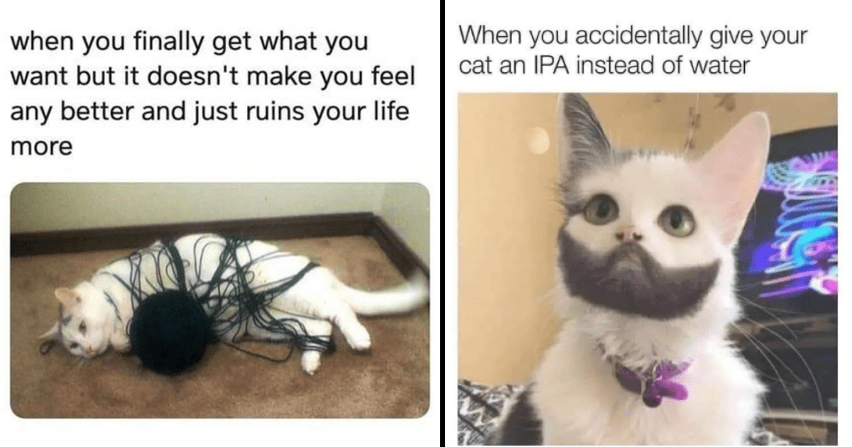 funny appropriate cat memes