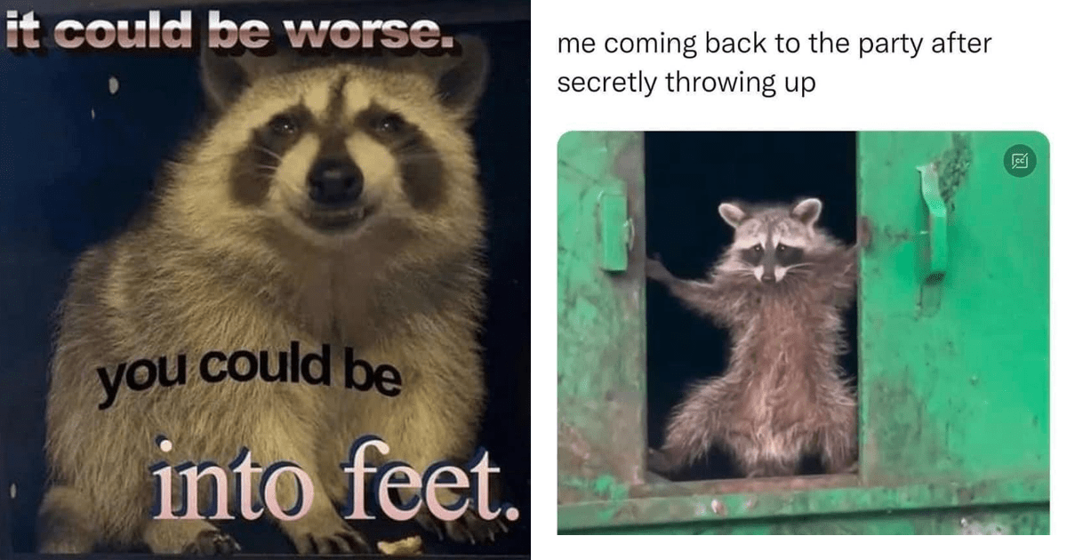 raccoon meme excellent