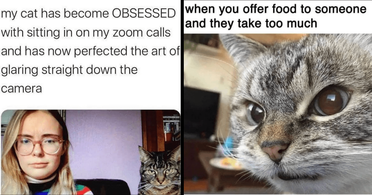20+ Annoyed Cat Memes For All The Grumpy Cats At Work Today - I