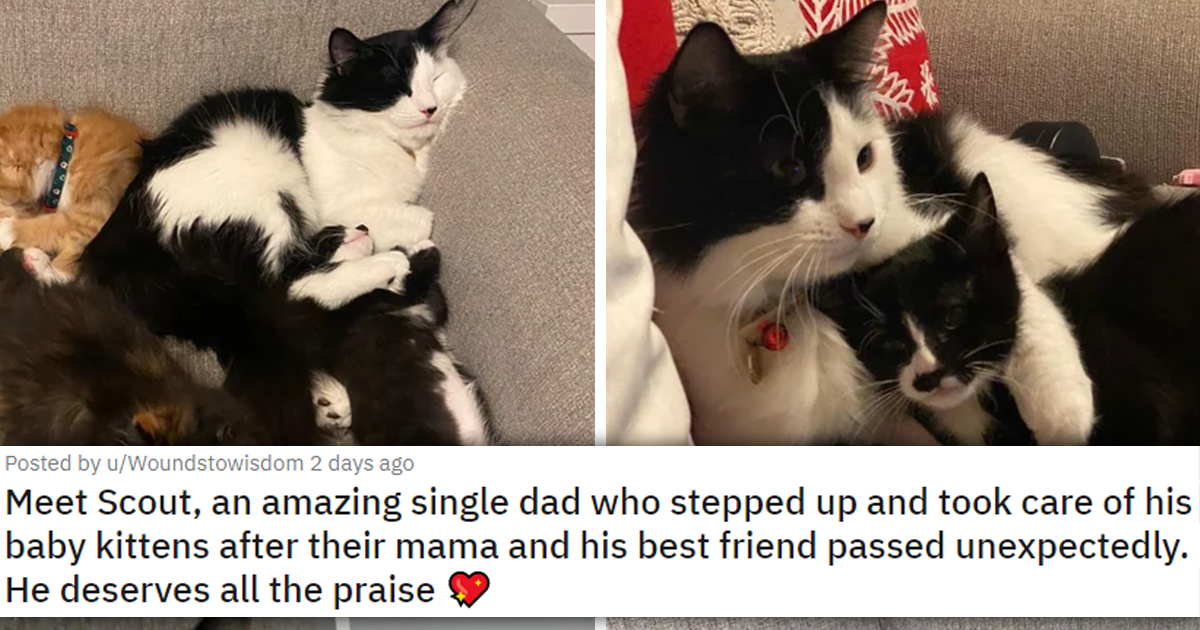 Heartwarming Viral Thread About A Cat Dad Stepping Up And Taking Care ...