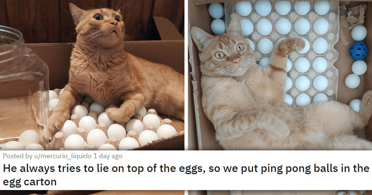 Cat ping pong clearance ball