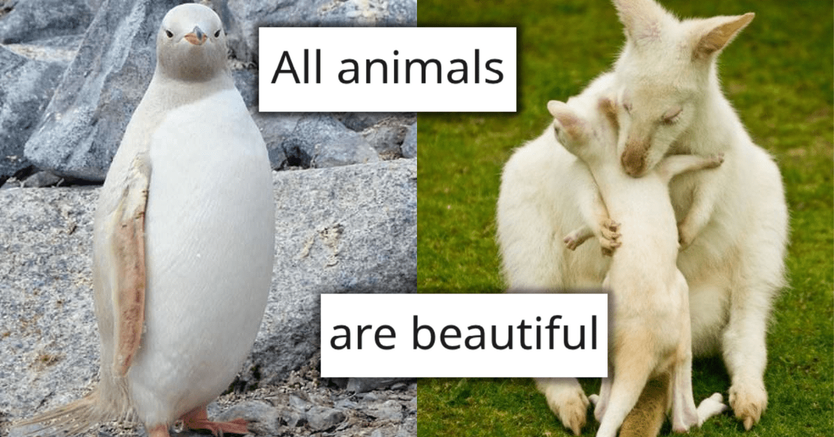 albinistic animals