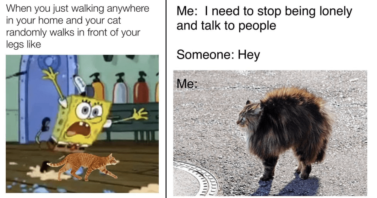 funny cartoon animal memes