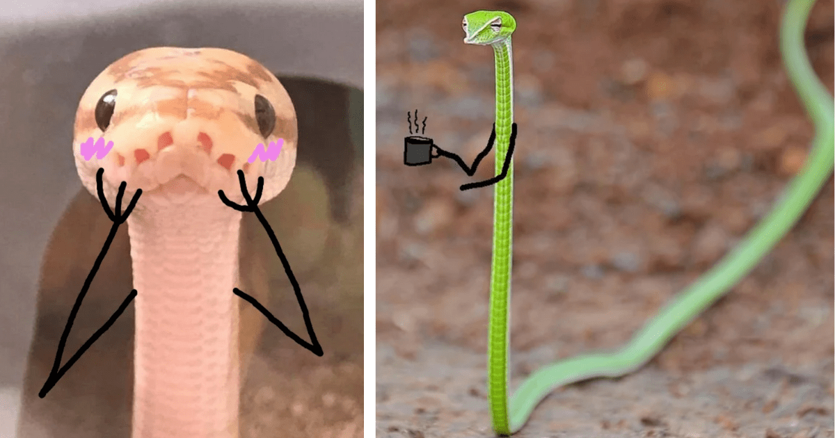 Someone Randomly Drew Doodle Arms On Snakes And The Results Are