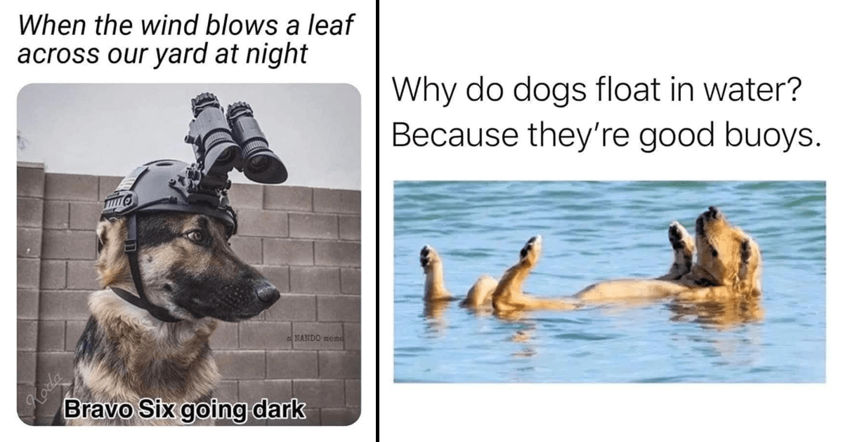 Funniest Dog Memes For Canine Connoisseurs (January 25, 2023