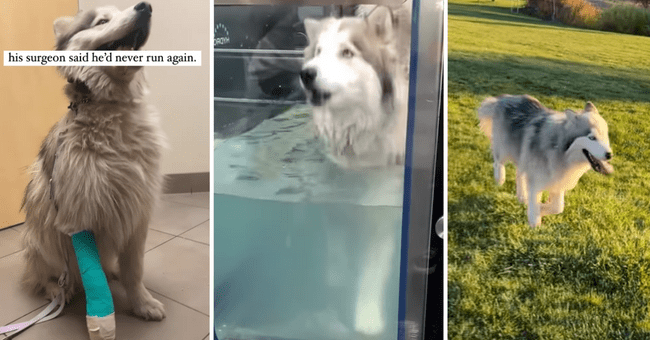 ‘They Said He’d Never Run Again’ : Grizzly The Adorable Husky Defies ...