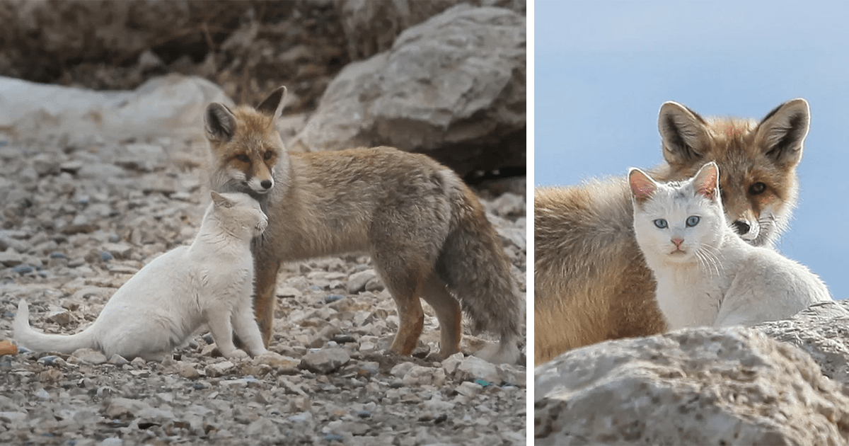 Cat and Fox Nuzzling