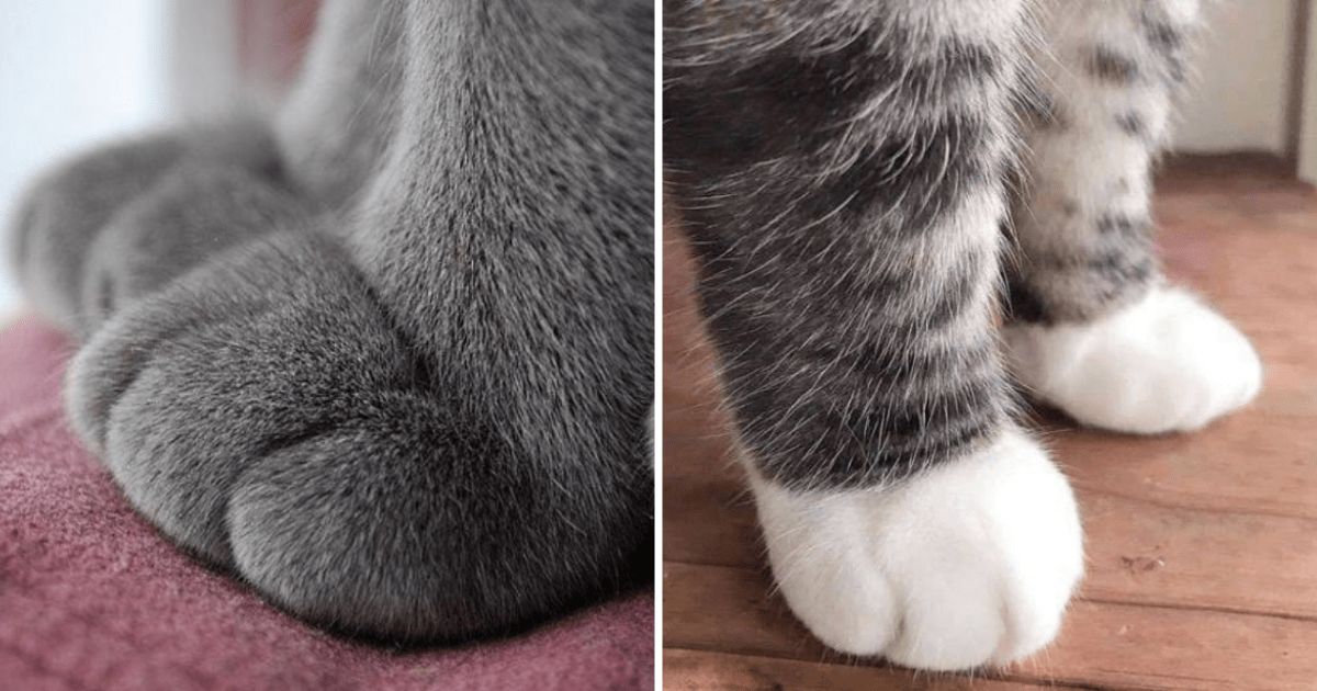 Feline Feetsies Of Fluffy Heaven: 31 Cat Paws That Will Melt Your Heart