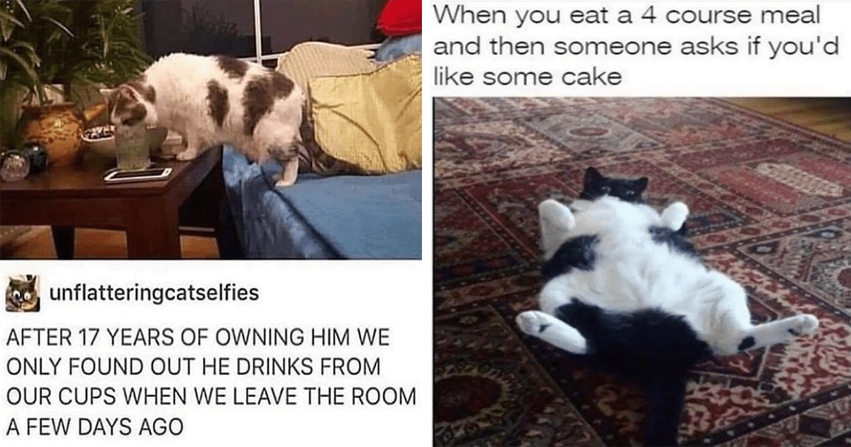 Wake Up On This Caturday In The Most Purrfect Way: 23 Funniest Cat ...
