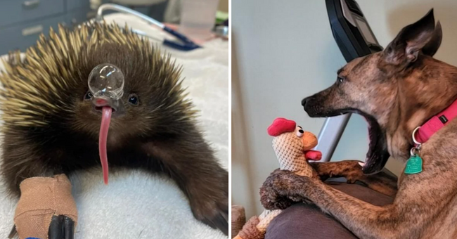 17 Wholesome Pics: Derpiest Animals Being Their Weird/Silly Lovable