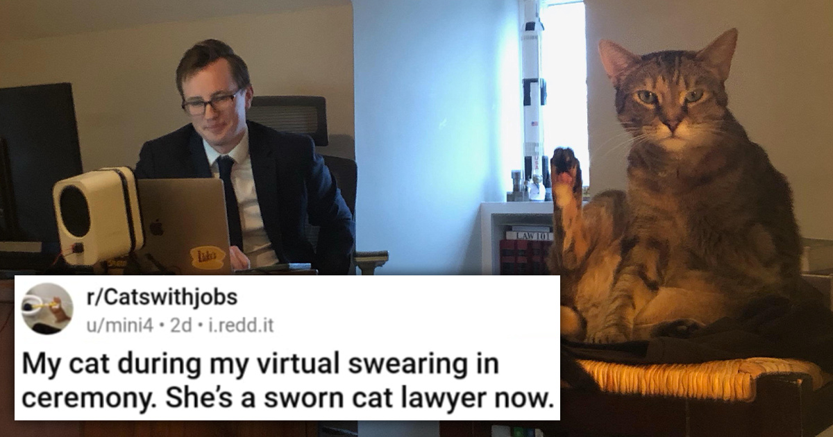 Cat Hilariously Breaks Into Lawyer's Virtual Swearing In Ceremony, The