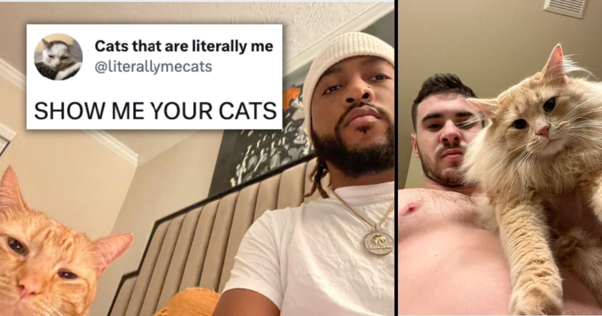 50+ Randos Tweet Pictures Of Their Purrfectly Fabulous Felines In Viral ...