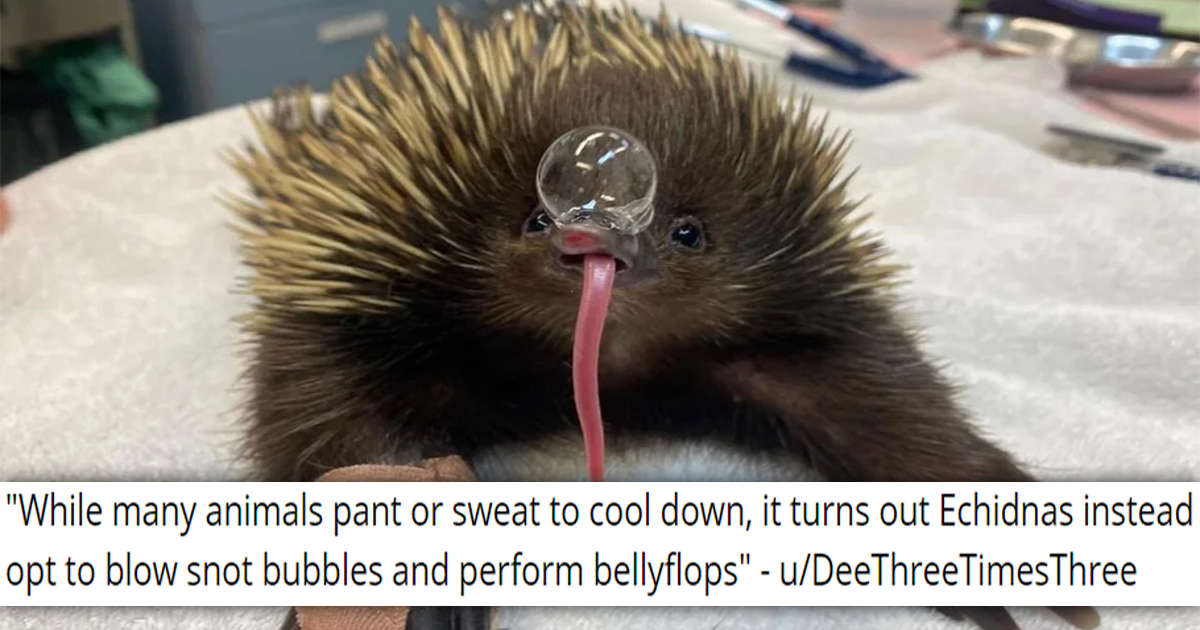 18 Fascinating, Funny And Awwducational Facts About Animals - Animal ...