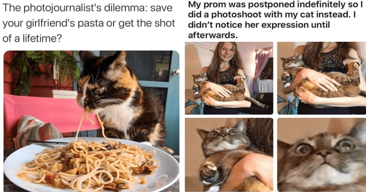 Halfway To Caturday: Purrfectly Funny Cat Memes And Tweets (February 1 ...