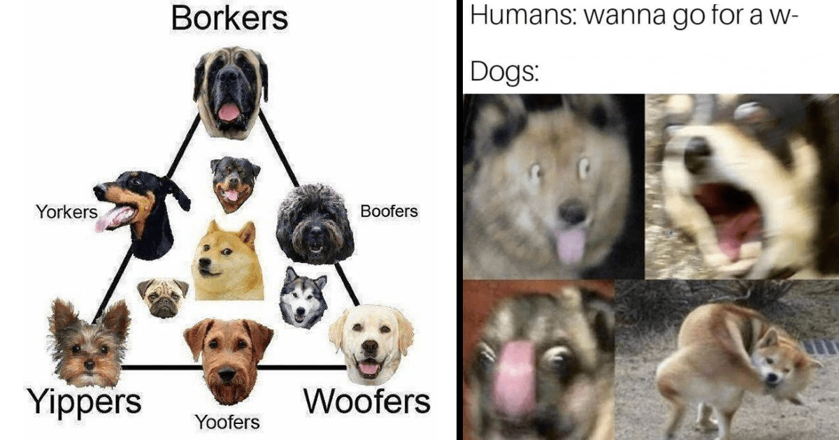 Funniest Dog Memes For Canine Connoisseurs (January 31, 2023) - Memebase - Funny  Memes