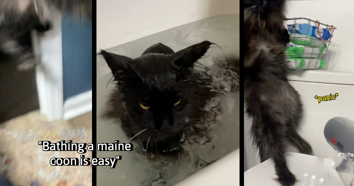 Zula the Long Haired Maine Coon Cat Gets Bathed and Looks Like He Might ...