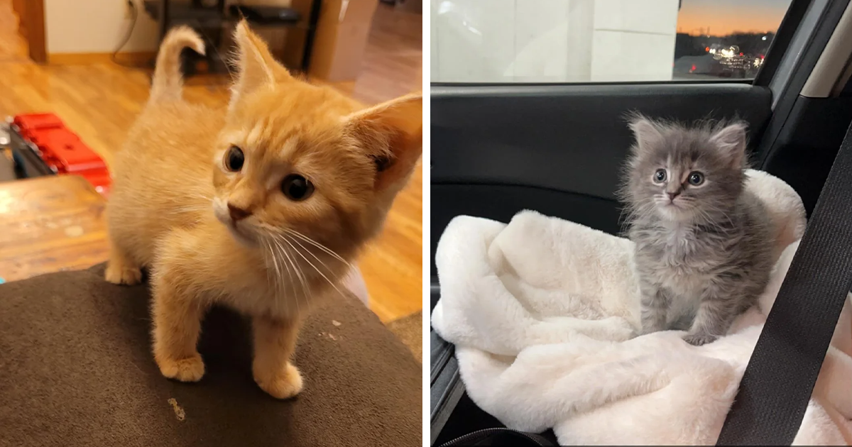 20 Cutest Kittens Of The Week: The Tiniest Fluffiest Criminals ...