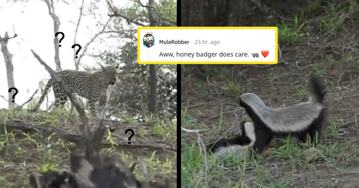 Honey badgers: Adorable but fierce little mammals