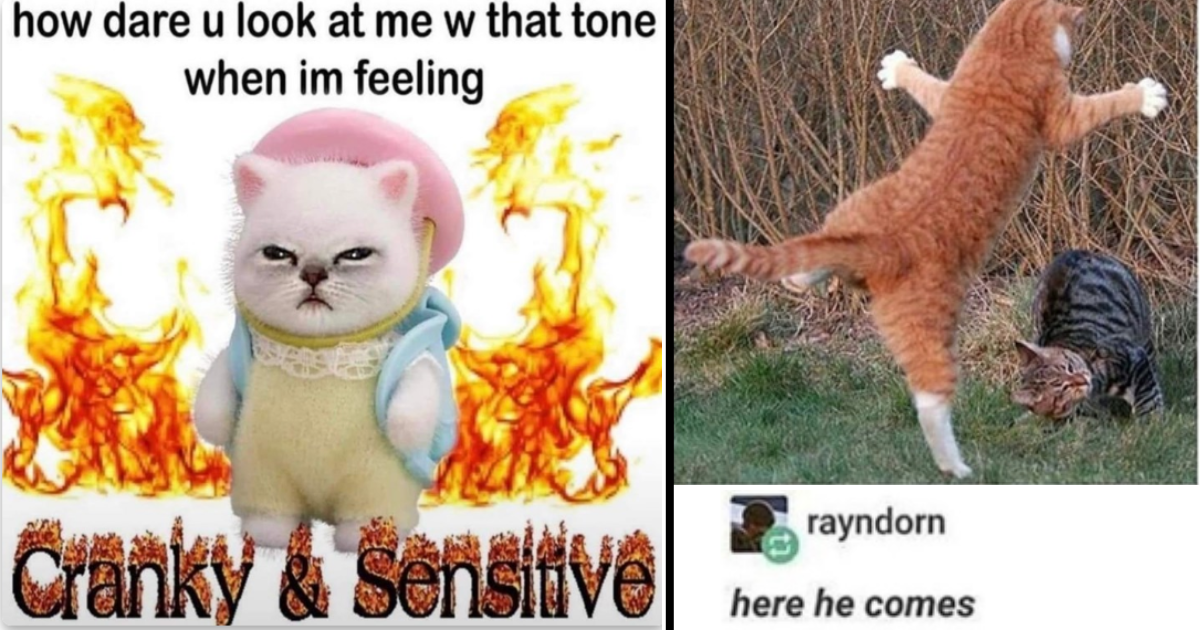 33 Purrfect Cat Memes For All The Grumpy Cats On Monday Morning