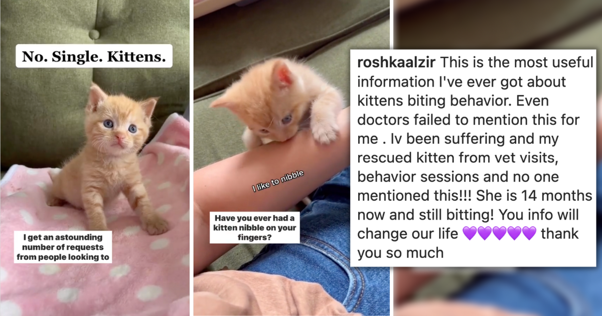 Single Kitten Syndrome The Answer We've All Been Waiting For About How
