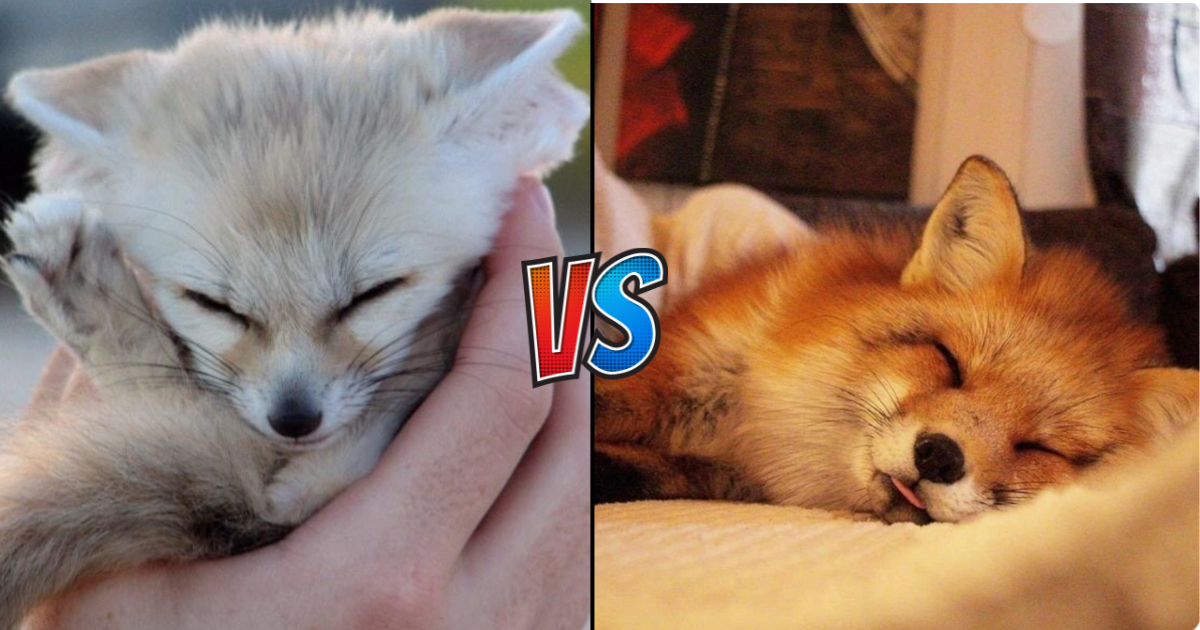 fennec fox pet