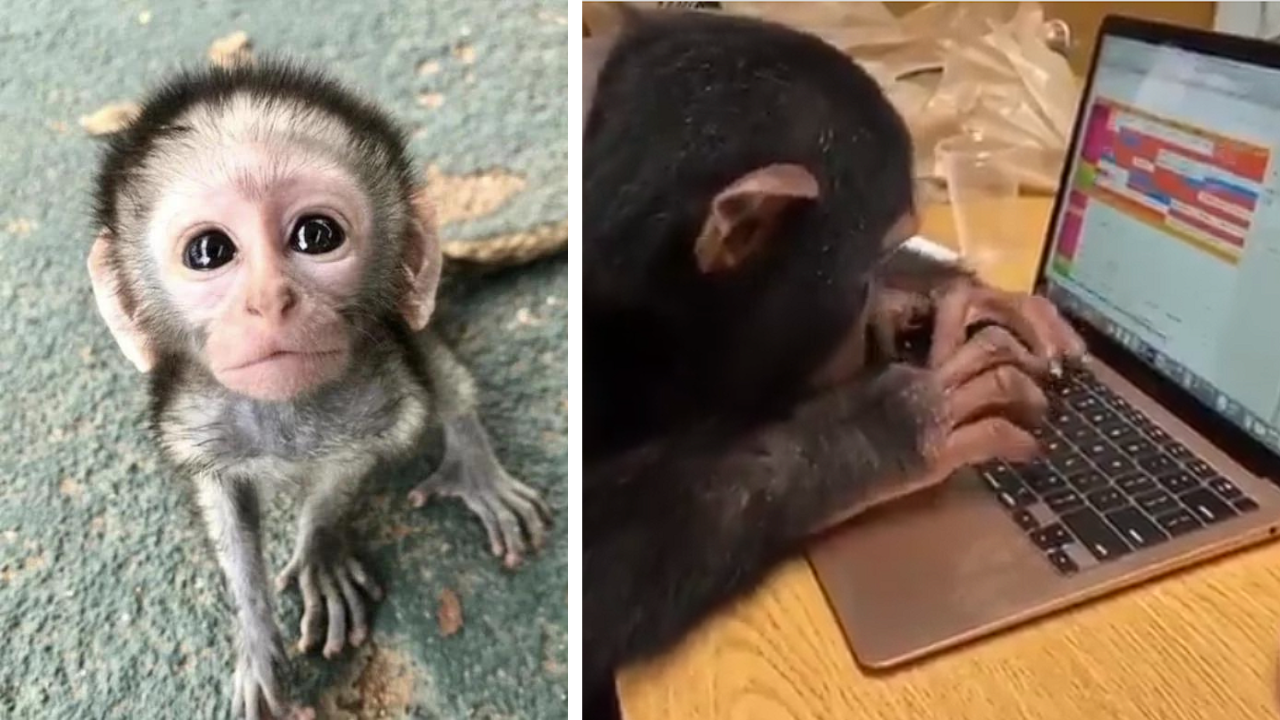 15 Hilarious Monkey Memes To Brighten Your Day