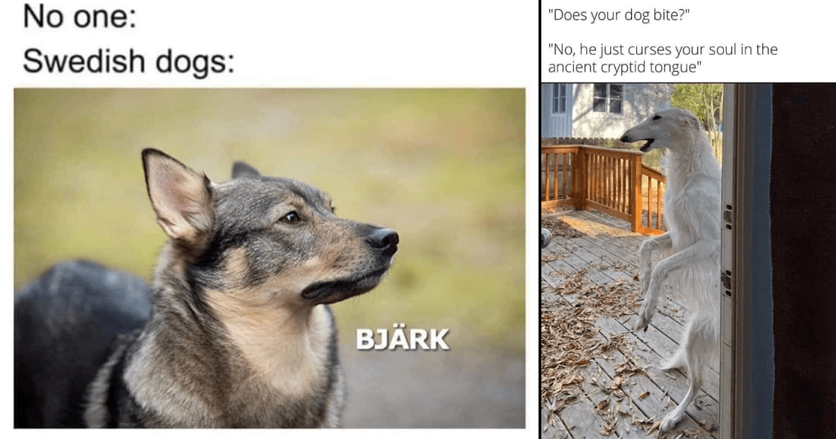 Funniest Dog Memes of the Week For Canine Connoisseurs (May 25