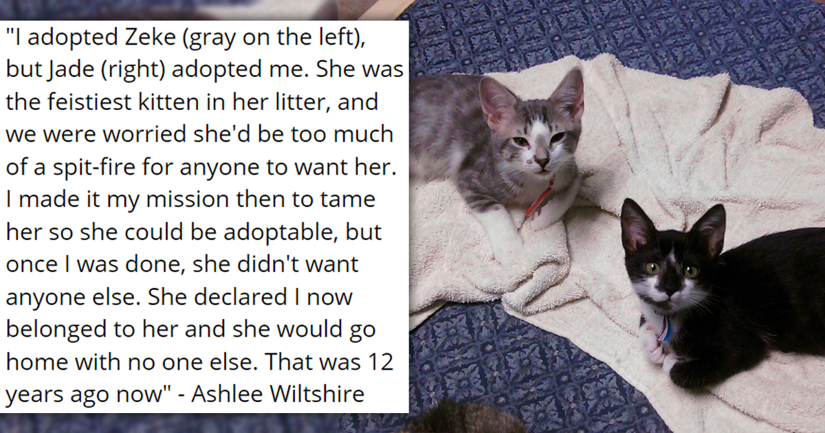 Wholesome Stories Of Cats Adopting Humans ICanHasCheezburger Edition