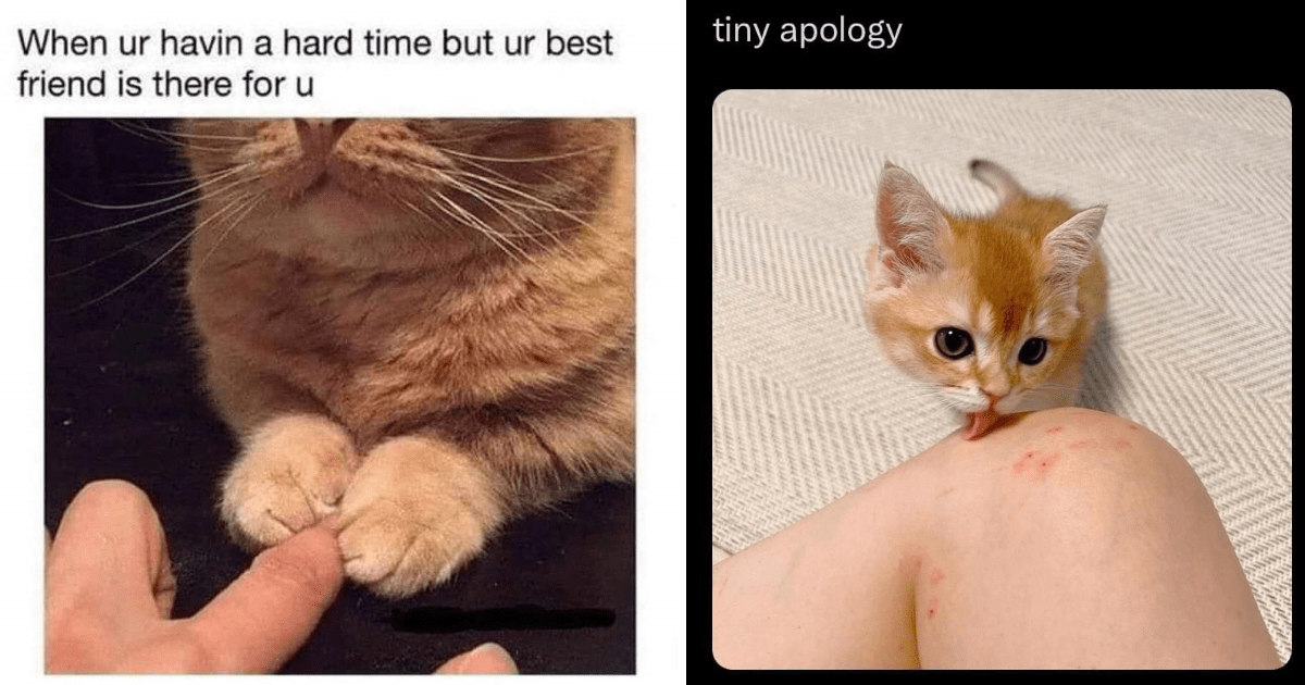 cute cat memes