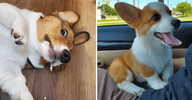 20 Corgi Doggo Loafs to Add Serotonin to Your Animal Loving Soul ...