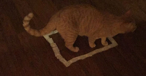 This Easy Trick Will "Trap" Your Cat Every Single Time I Can Has