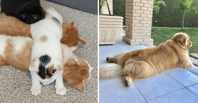 Cute Collection of Adorably Non-Conformist Animals Showing Off Their  Rebellious Sploots - Animal Comedy - Animal Comedy, funny animals, animal  gifs