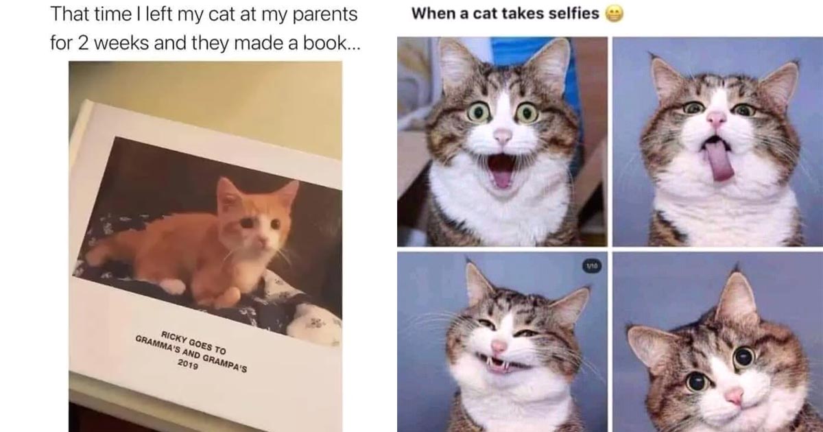 good cat meme