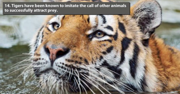 22 Crazy Tiger Facts That Will Blow Your Mind - I Can Has Cheezburger?