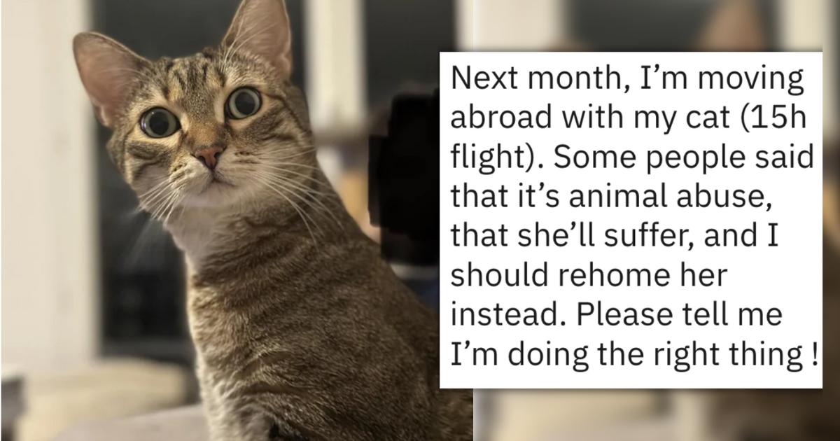 "But I've Heard It's Dangerous!" Tips And Tricks For Taking Your Cat