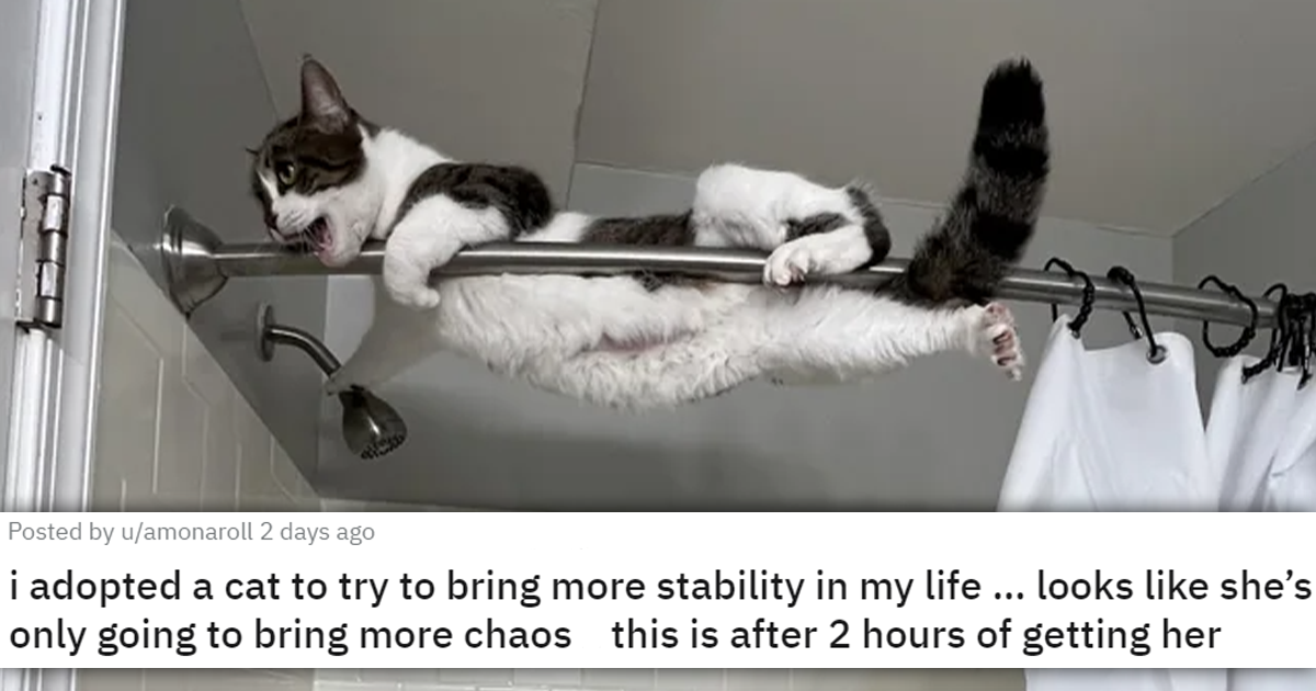 Hissterical Moments Of Cats Causing Pure Chaos That Capture The Honest