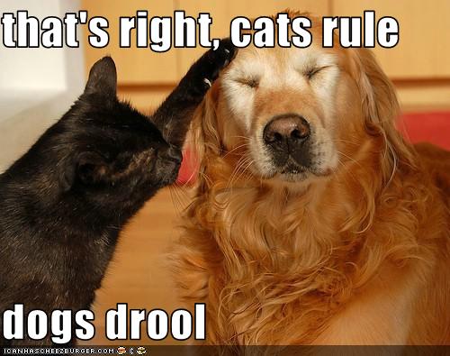 that's right, cats rule dogs drool - Cheezburger - Funny Memes | Funny ...