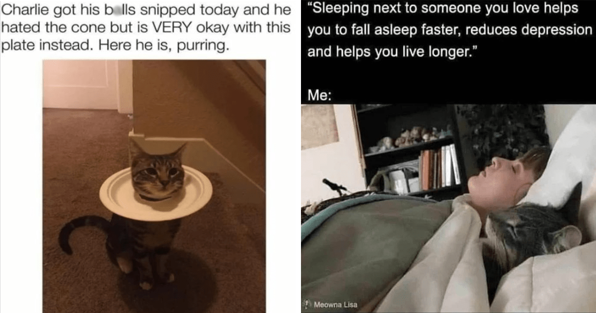 Halfway To Caturday: Purrfectly Funny Cat Memes And Tweets - I Can Has ...